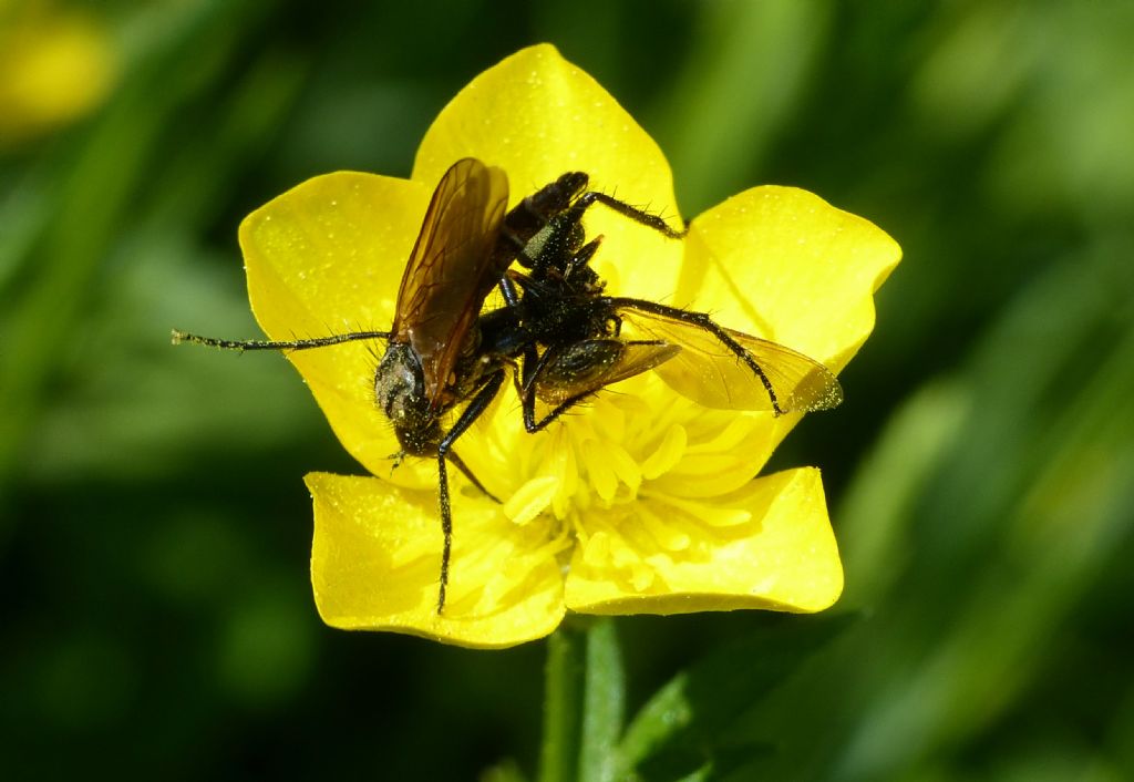 Maschio di Empis sp. che cercava di 